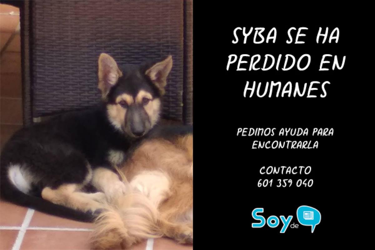 Syba se ha perdido en Humanes