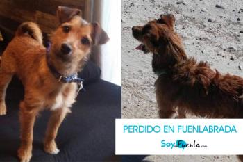 Se ha perdido en BosqueSur