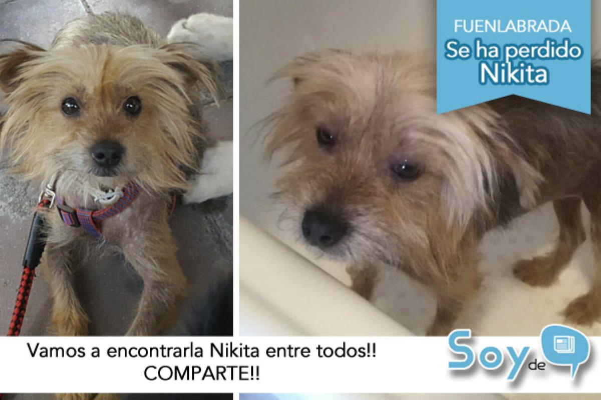 Se ha perdido este pequeño cruce de YorkShire en la zona del Parque Miraflores.