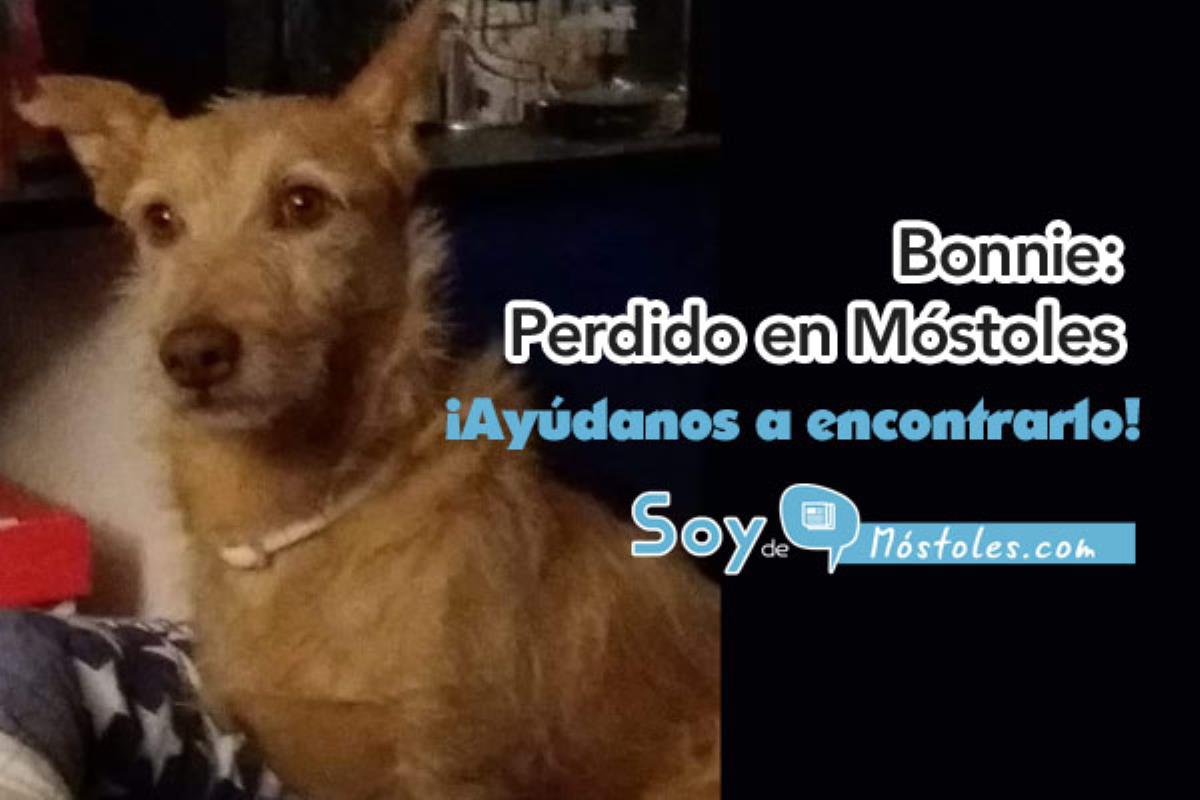 Perdido hace 3 días en el Parque de El Soto de Móstoles