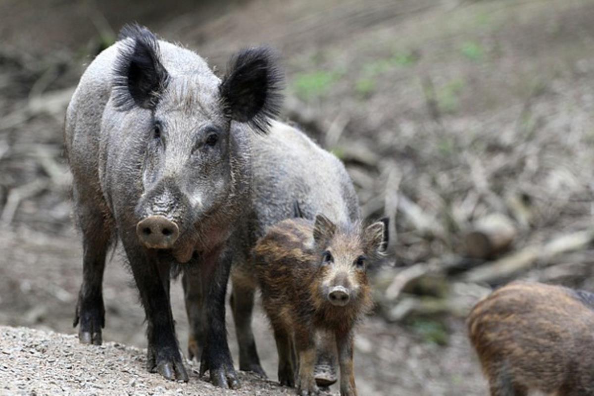 El consistorio toma nuevas medidas para combatir la presencia de los jabalíes