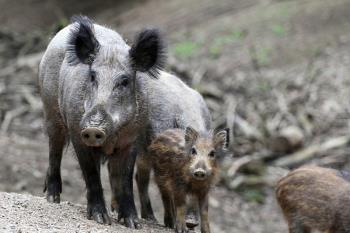 El consistorio toma nuevas medidas para combatir la presencia de los jabalíes