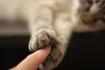 La asociación Amig@s X Los Animales (AXLA) pone en marcha esta iniciativa solidaria que persigue el bienestar animal