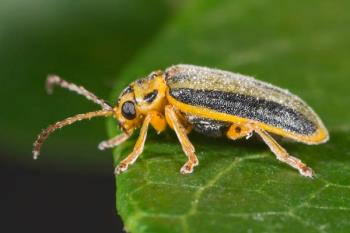 Los vecinos del barrio de Madrid denuncian que llevan sufriendo dos meses la plaga durante esta temporada