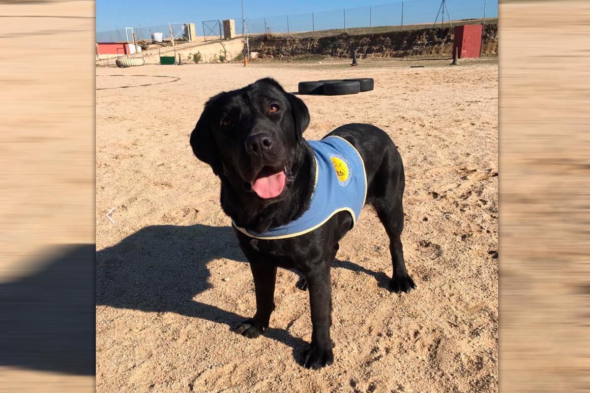 La perra fue robada a punta de pistola a un adiestrador de la Fundación Bocalán 