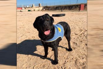 Lee toda la noticia 'Pocahontas, la perra de asistencia robada en Aranjuez, continúa sin aparecer'