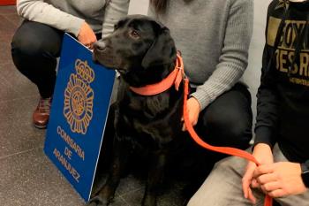 La policía ha detenido al adiestrador por presunta denuncia falsa