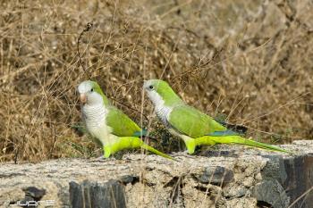 Los casos similares en otras partes de Madrid dejan intranquilos a los residentes 