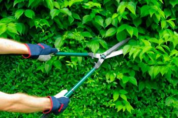 La Campaña municipal de poda trabajará con más de 8.300 árboles de la ciudad