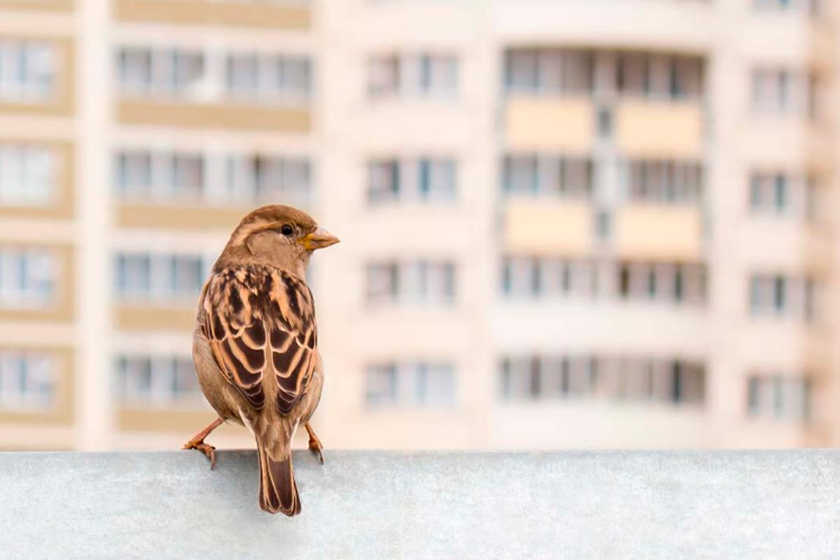 El juego de identificar aves desde casa está recorriendo toda nuestra geografía