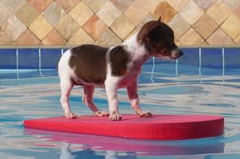 Lee toda la noticia 'Refresca a tu mascota durante este caluroso verano'