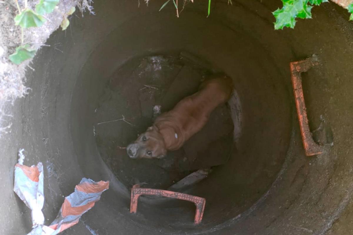 El Equipo Antón, junto al Servicio de Bomberos de Fuenlabrada, ha participado en el rescate del animal