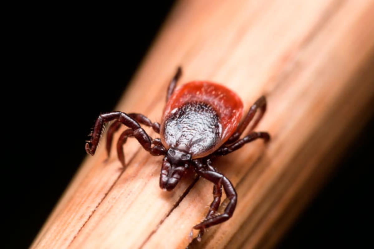 Es transmitida principalmente por las garrapatas. Te enseñamos como protegerte ante este arácnido 