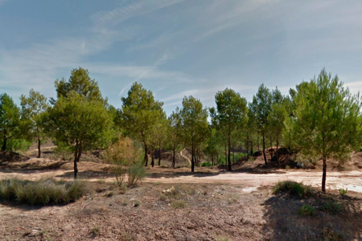 Este año GN Medio Ambiente y voluntarios de Fundación Telefónica repoblarán Alcalá y Coslada