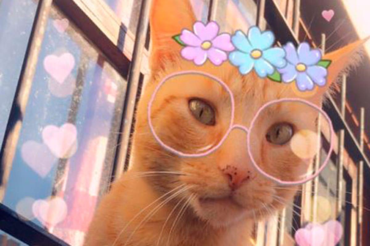 Ya puedes hacerte selfies con tu gato con divertidas máscaras que, hasta ahora, solo funcionaban sobre rostros humanos 