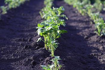 El plazo de solicitud para explotar uno de los huertos finaliza el 25 de noviembre