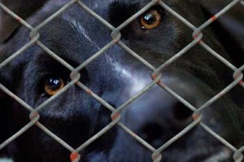 La formación considera que este servicio, gestionado por Maikan, carece de los baremos de protección animal que otros municipios aplican