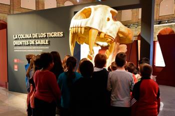 Los participantes aprenderán la anatomía de los tigres dientes de sable, protagonistas de la exposición, durante los fines de semana de abril y mayo