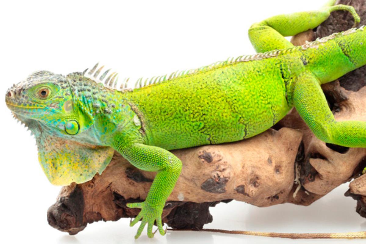 Su mantenimiento requiere de cierta experiencia y muchos cuidados