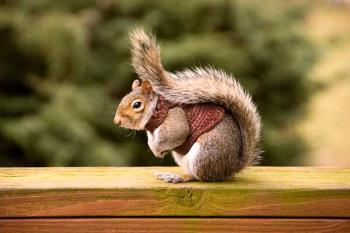 Una mascota encantadora dada su vivacidad y su pequeño tamaño
