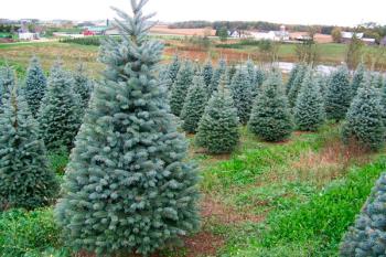 A partir del 7 de enero, el ayuntamiento recogerá los árboles navideños y los replantará en zonas verdes de la ciudad