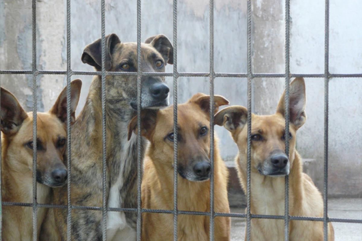 El número de abandonos de animales de compañía aumenta este año 2018