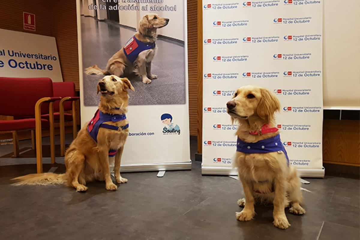 El Servicio de Psiquiatría del Hospital 12 de Octubre pionero en la terapia asistida con animales en el tratamiento y rehabilitación de pacientes alcohólicos