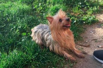 RECOMPENSA 200€. El suceso tuvo lugar este martes en el Barrio de Loranca