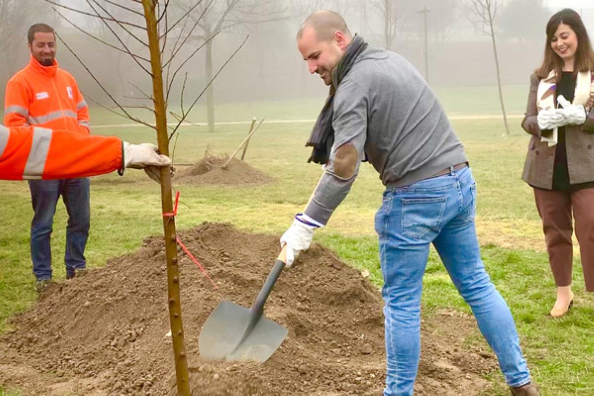 El ayuntamiento está realizando una plantación de 50 olmos resistentes a la grafiosis