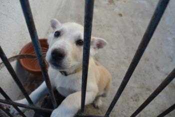 Visitamos el Centro de Protección Animal del municipio de Boadilla, que acoge a más de 20 perros y 75 gatos 