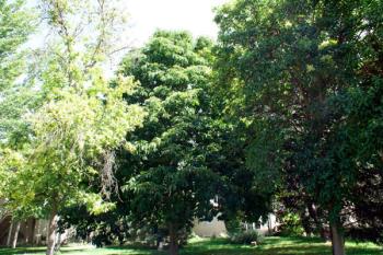 La redacción Ordenanza de Fomento y Protección del Arbolado pretende salvaguardar sus árboles singulares