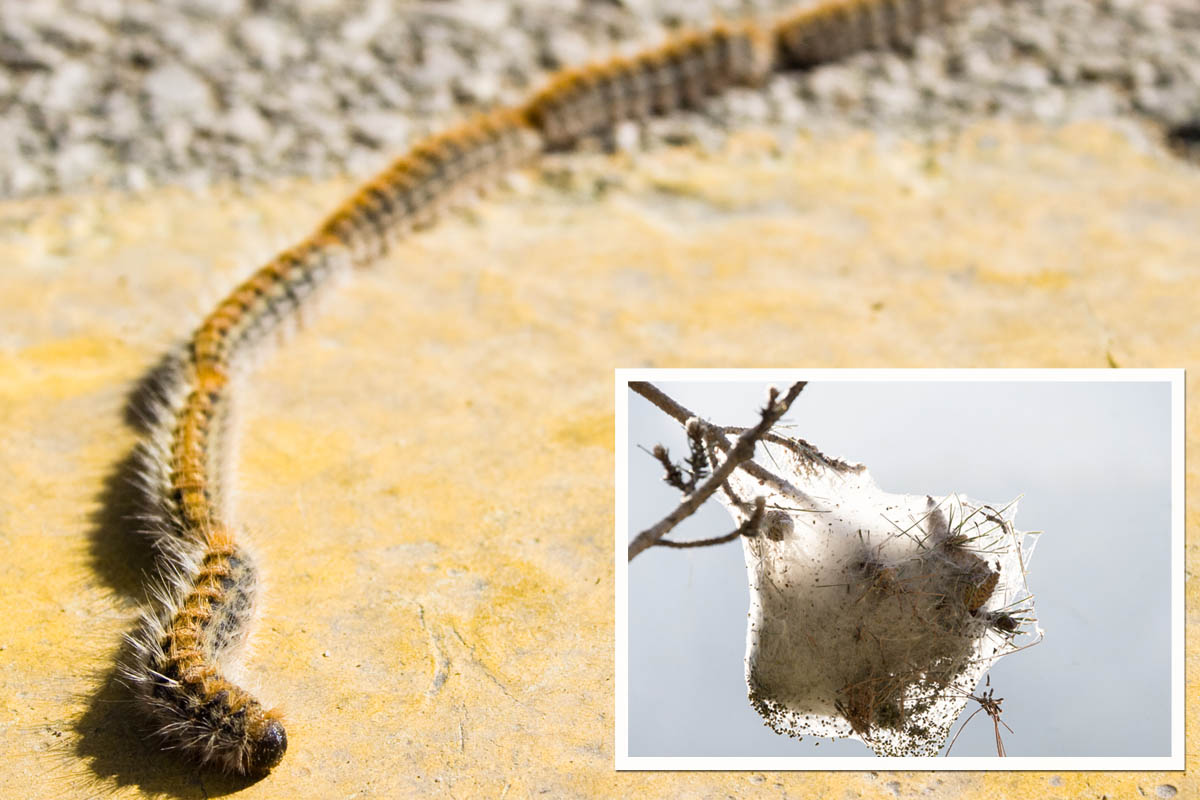 Sus pelos urticantes producen graves reacciones en personas y mascotas