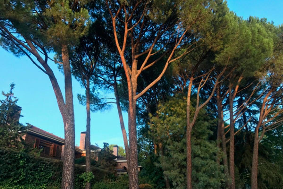 Majadahonda va a destinar un total de 18.000 euros para la sustitución de la obra que, previsiblemente, terminará a finales de diciembre  