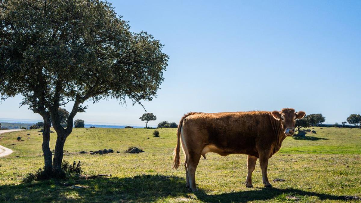 Impartidos por IMIDRA de manera gratuita