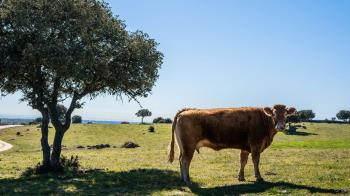 Impartidos por IMIDRA de manera gratuita
