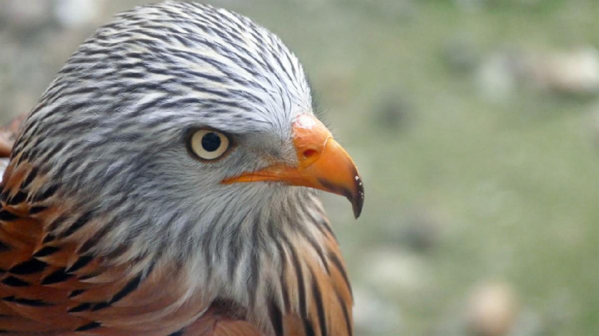 Convenio entre UVESA y GREFA para para sensibilizar el milano real