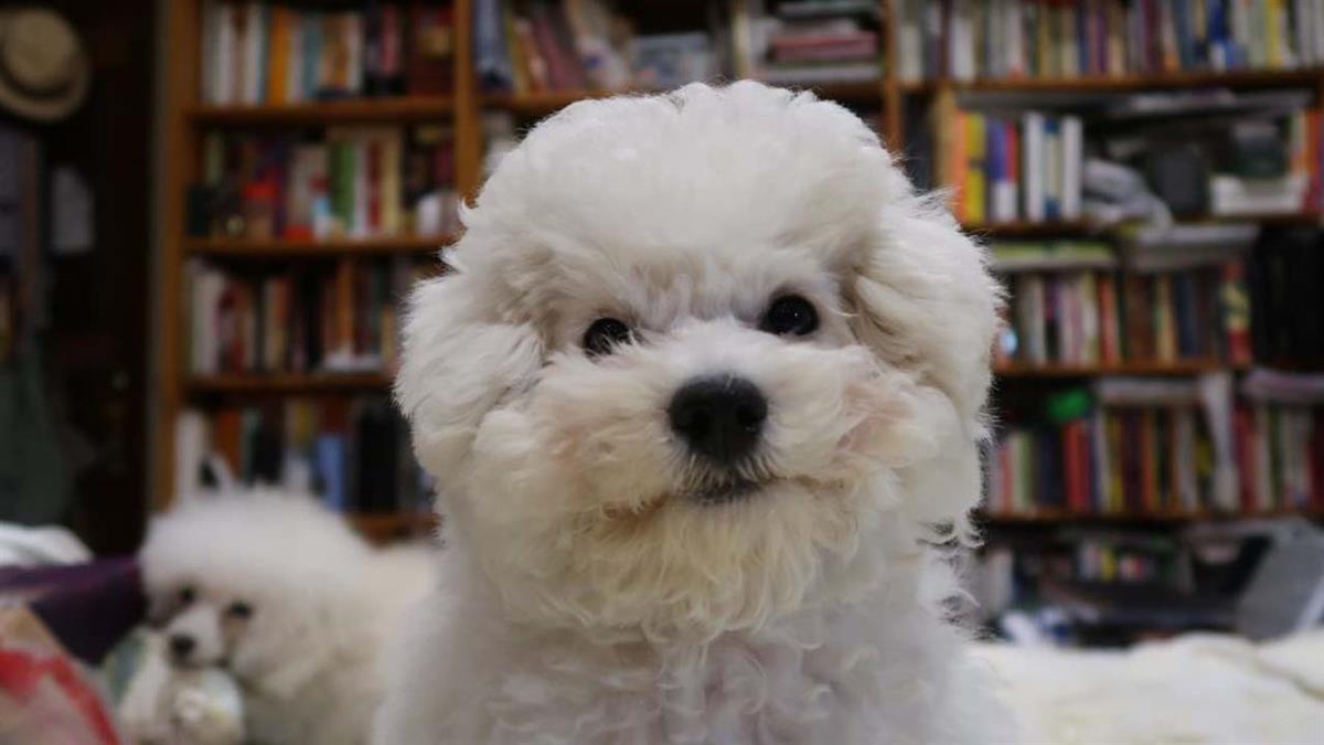 La actividad “Book Dog” se realizará en la Biblioteca Central Almudena Grandes