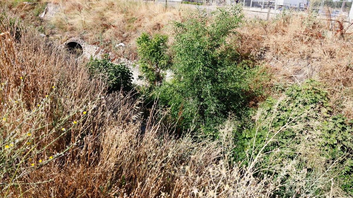 Pinto reclama de nuevo a la Confederación Hidrográfica del Tajo la limpieza integral del cauce