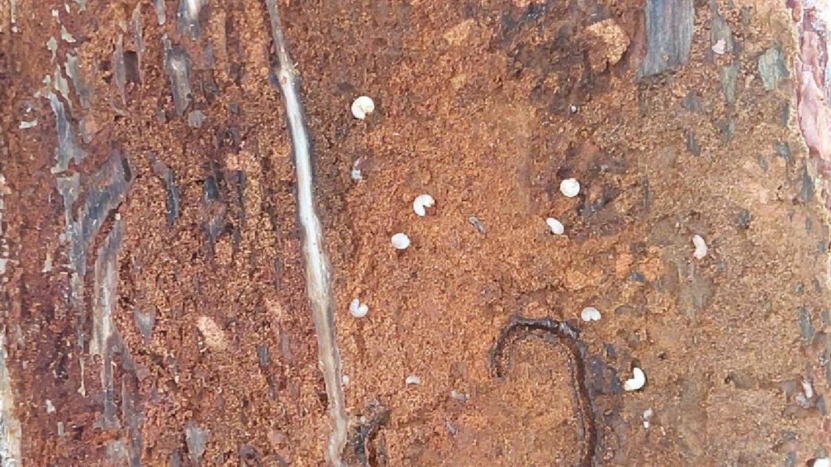 El Ayuntamiento actuará en el parque para controlar a los insectos perforadores del pino 
