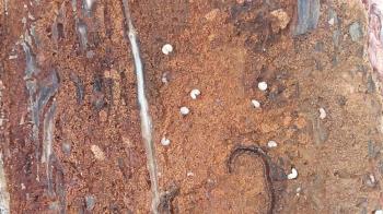 El Ayuntamiento actuará en el parque para controlar a los insectos perforadores del pino 
