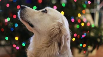 ACUSVAL pide que no se regalen animales por Navidad