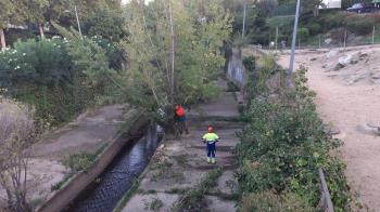 El área de Medio Ambiente procede a la retirada de árboles
