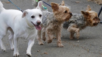 El consistorio recuerda la obligatoriedad de censar a todos los perros 
