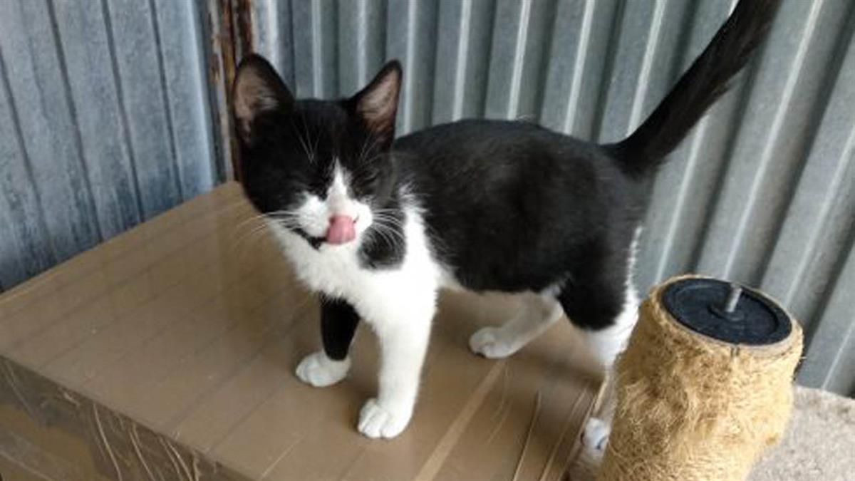 CICAM Majadahonda puede ayudarte a encontrar un animal doméstico para ti