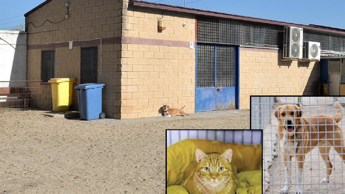 El CPA de Valdemoro anima a las familias a adoptar perros y gatos abandonados