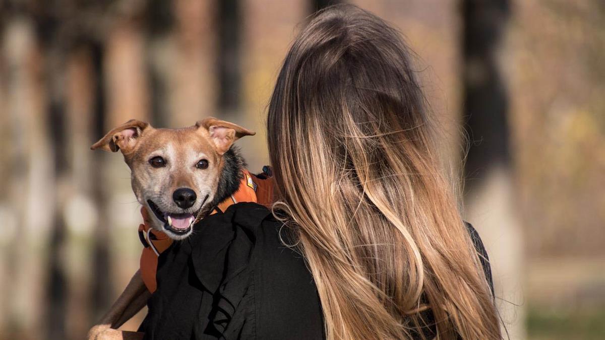 Contará con la participación de una treintena de protectoras