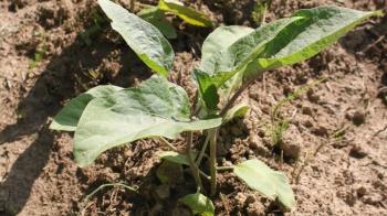 En 2022 se han realizado más de 600 consultas sobre temas agrícolas y ganaderos