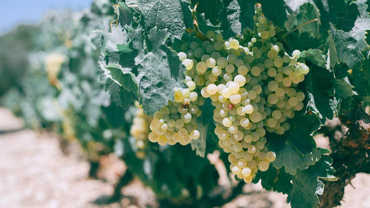 Se trata de un itinerario formativo para interesados en la actividad agraria como alternativa de empleo