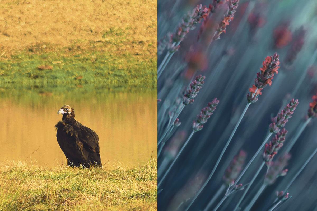 Serán expuestas, próximamente, en el Centro Sociocultural Federico García Lorca