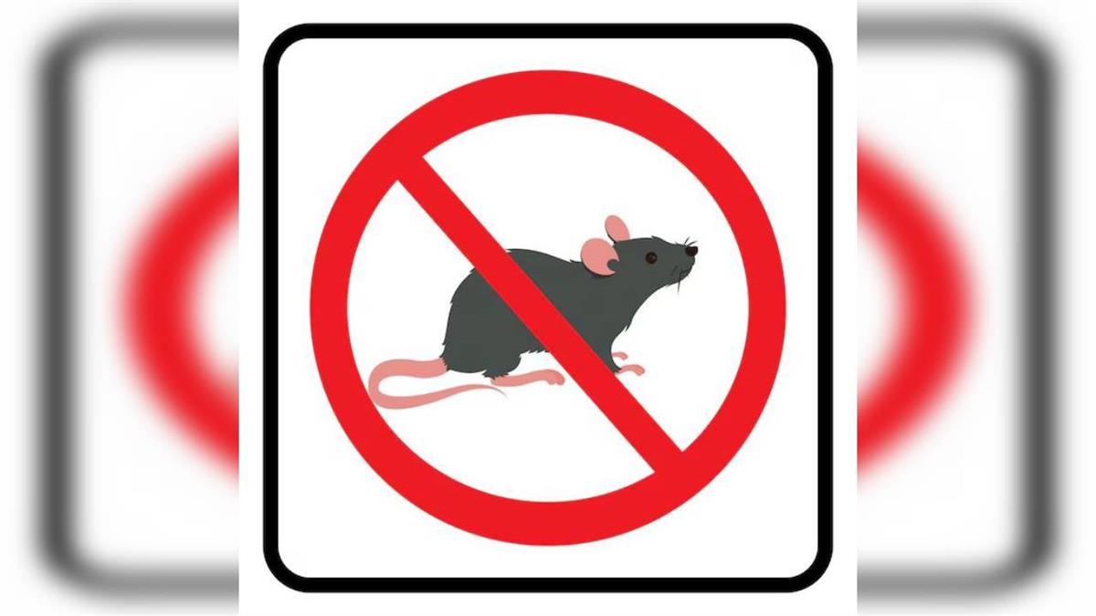 Los socialistas han recibido decenas de quejas ante la presencia de roedores por parte de comerciantes, vecinas y vecinos en diferentes sectores y zonas públicas de la ciudad